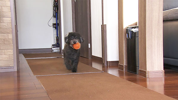 ラブ きょうのわんこ 写真5