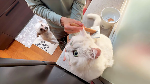 こまめ きょうのわんこ 写真3