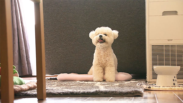 くぅ きょうのわんこ 写真3