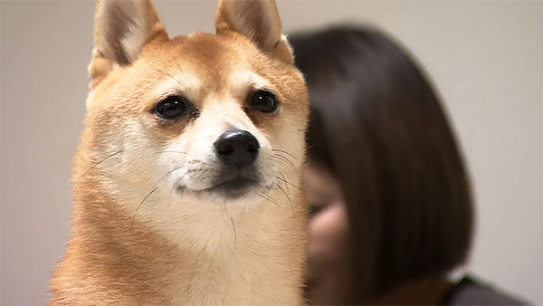 まめ きょうのわんこ 写真1
