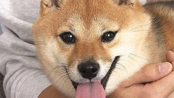 海 きょうのわんこ 写真1