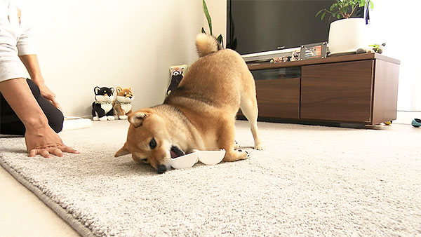 海 きょうのわんこ 写真4