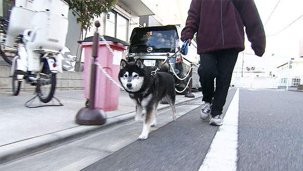 7109 ばん - めざましテレビ｜きょうのわんこ - フジテレビ