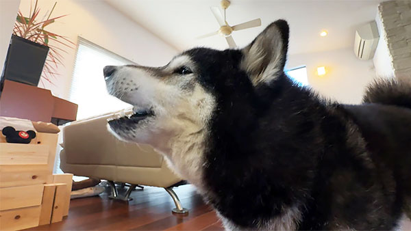 7109 ばん - めざましテレビ｜きょうのわんこ - フジテレビ