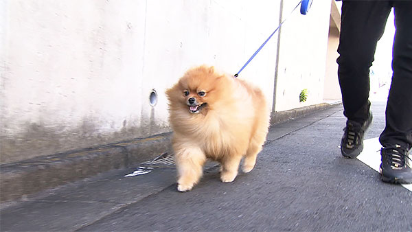 ポン きょうのわんこ 写真1