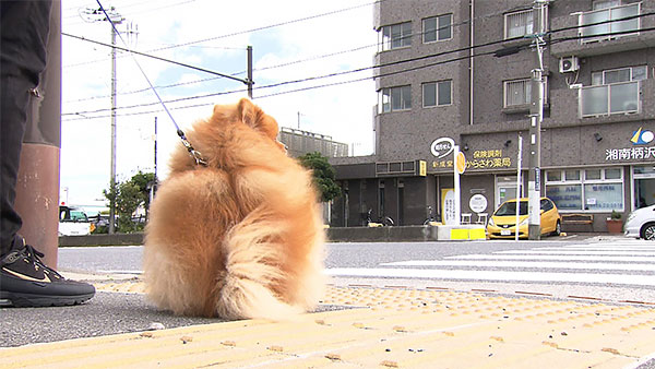 ポン きょうのわんこ 写真3