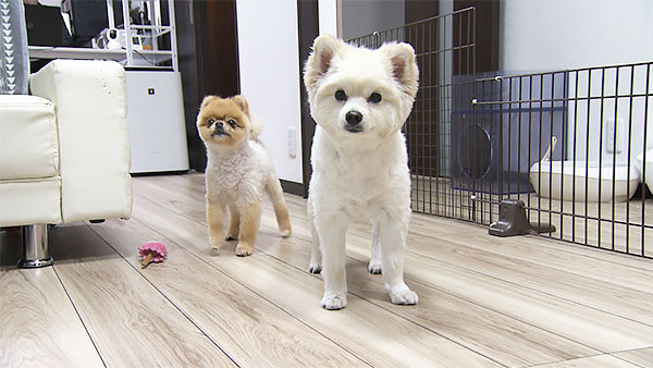 きぬ きょうのわんこ 写真2