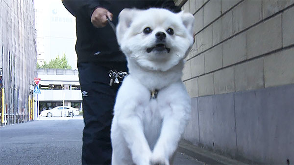 きぬ きょうのわんこ 写真4