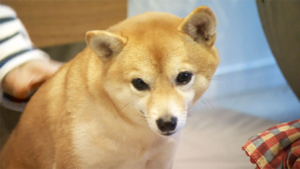 メイ きょうのわんこ 写真1