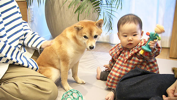 メイ きょうのわんこ 写真2