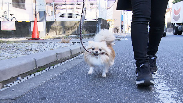 コロン きょうのわんこ 写真4