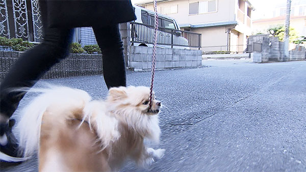 コロン きょうのわんこ 写真5