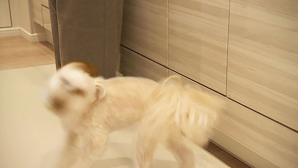 ころすけ きょうのわんこ 写真3