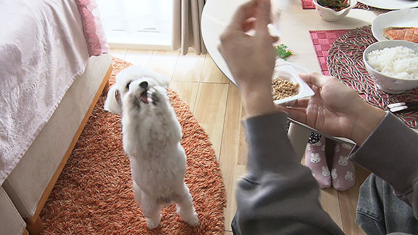 むぎ きょうのわんこ 写真3