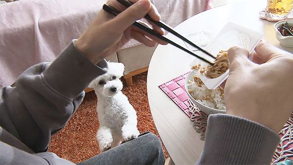 むぎ きょうのわんこ 写真5