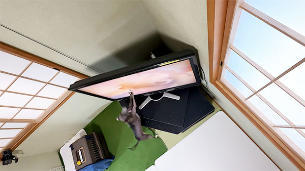 モニカ きょうのわんこ 写真5