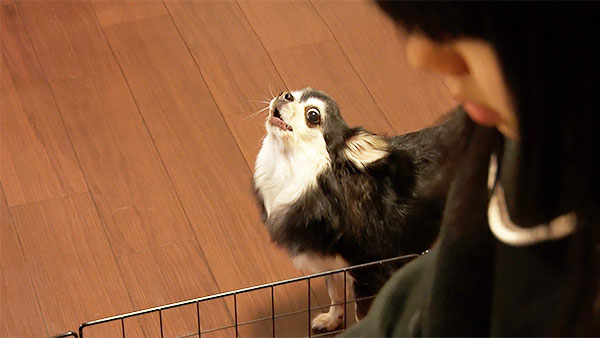 あん きょうのわんこ 写真4