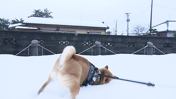 こむぎ きょうのわんこ 写真2