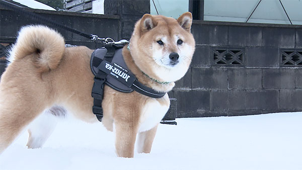 こむぎ きょうのわんこ 写真3