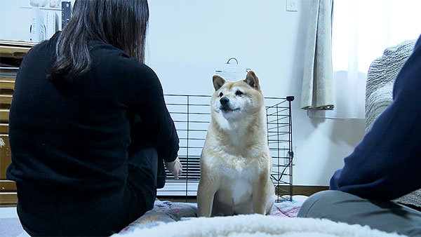 こむぎ きょうのわんこ 写真5