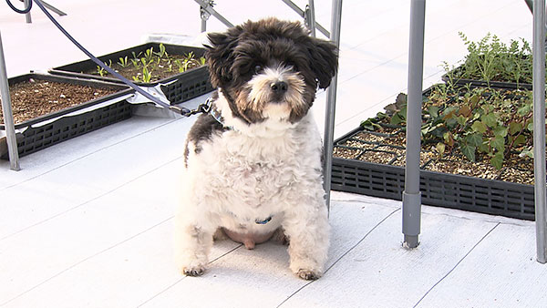 とと介 きょうのわんこ 写真1