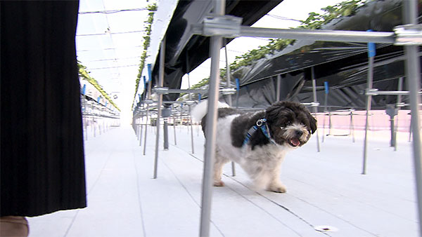 とと介 きょうのわんこ 写真2