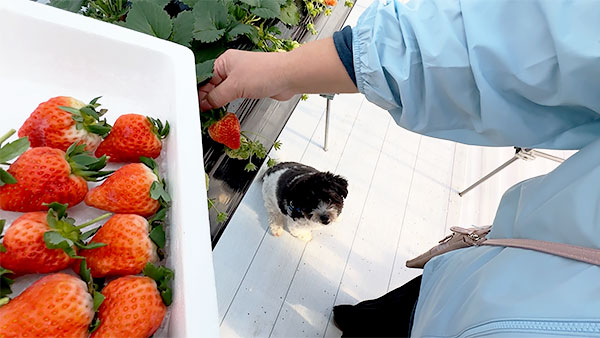 とと介 きょうのわんこ 写真3