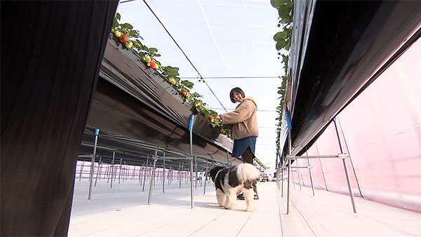 とと介 きょうのわんこ 写真4