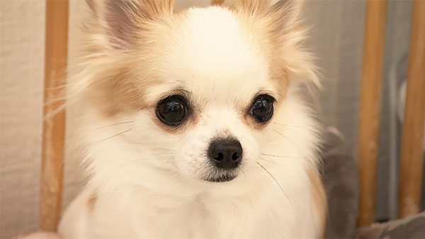 7146 ばん - めざましテレビ｜きょうのわんこ - フジテレビ