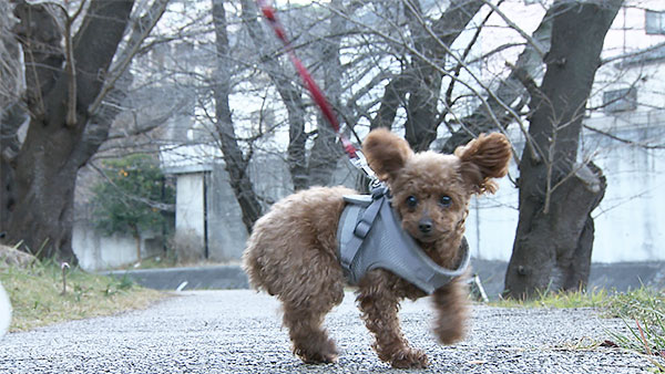 めめ きょうのわんこ 写真2