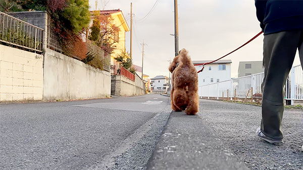 はっち きょうのわんこ 写真4