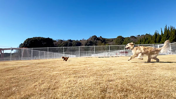 メル きょうのわんこ 写真4