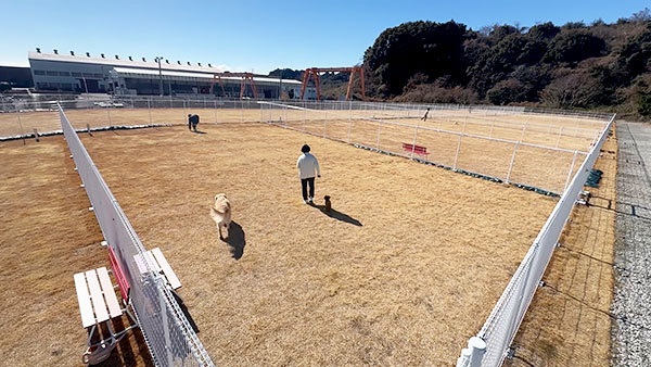 メル きょうのわんこ 写真5