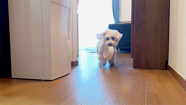 おこめ きょうのわんこ 写真4