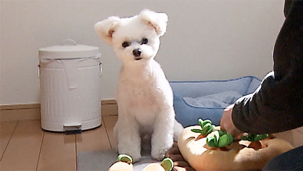 グミ きょうのわんこ 写真1