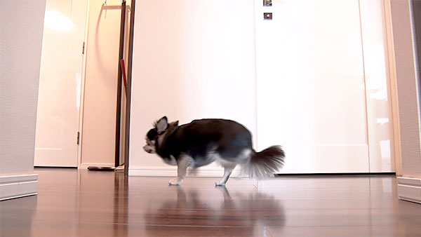 タオ きょうのわんこ 写真4