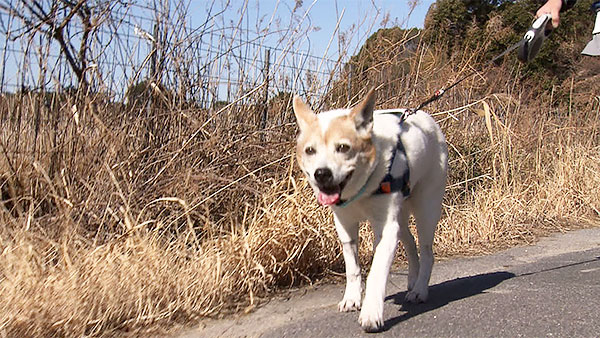 一郎 きょうのわんこ 写真3