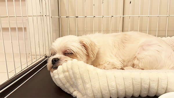 ロン きょうのわんこ 写真4