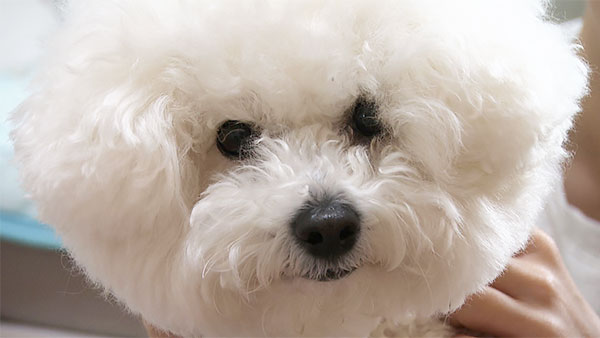 もっぷ きょうのわんこ 写真1