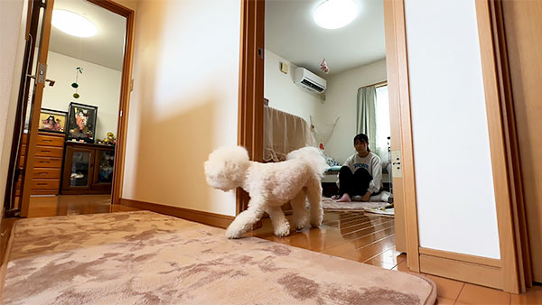 もっぷ きょうのわんこ 写真2