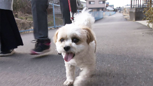 ジロー きょうのわんこ 写真1