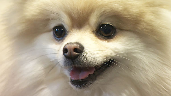 ごん きょうのわんこ 写真1