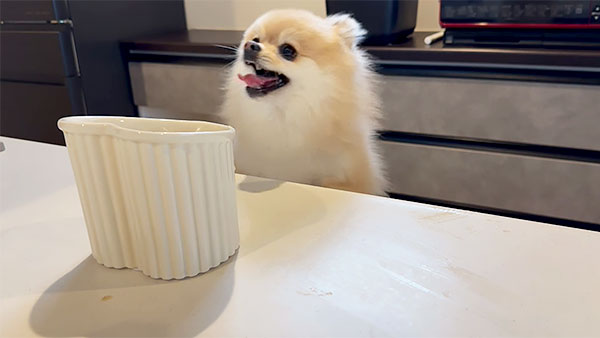 ごん きょうのわんこ 写真3