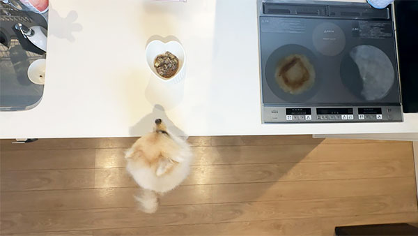ごん きょうのわんこ 写真4