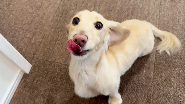 ゆきち きょうのわんこ 写真4