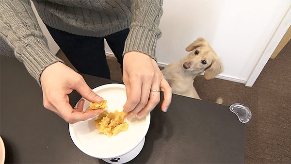 ゆきち きょうのわんこ 写真5