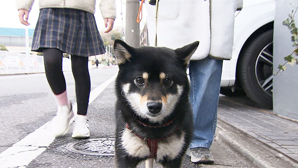 まる きょうのわんこ 写真1