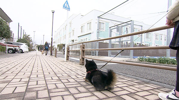 まる きょうのわんこ 写真2