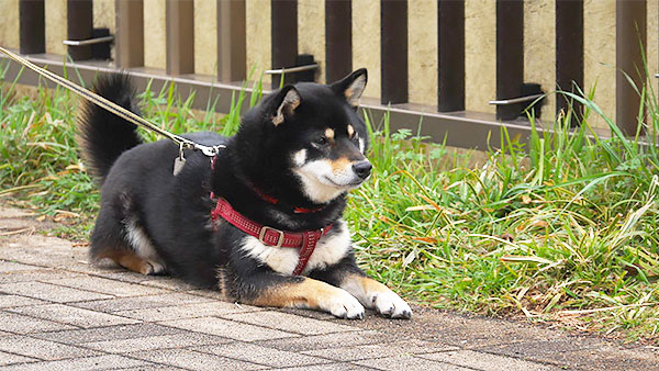 まる きょうのわんこ 写真4