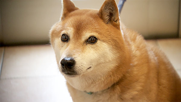 ゆきち きょうのわんこ 写真2